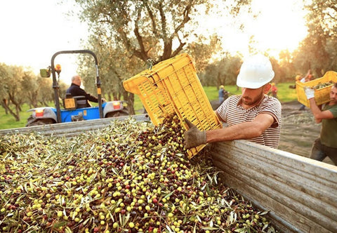 Accademia Olearia Extra Natives Premium Olivenöl aus Sardinien Fruttato Medio 5 L Kanister